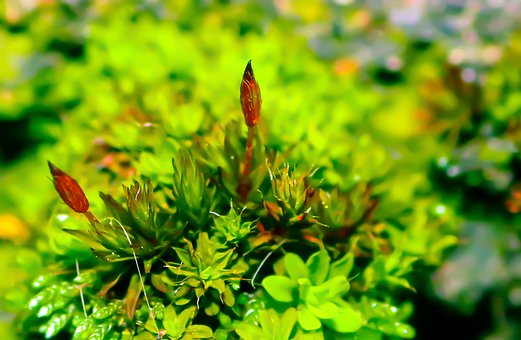 Free Moss Green photo and picture