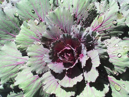 Free Kale Plant photo and picture