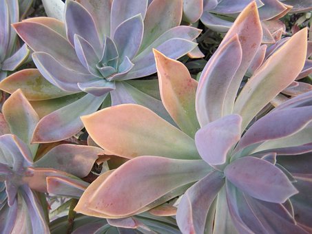 Free Succulent Cactus photo and picture