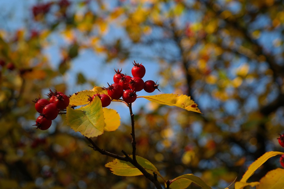 Bær frugter rød · gratis foto pÃ¥ pixabay Vilde træer med røde bær