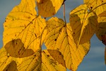 lipovina, autumn, yellow