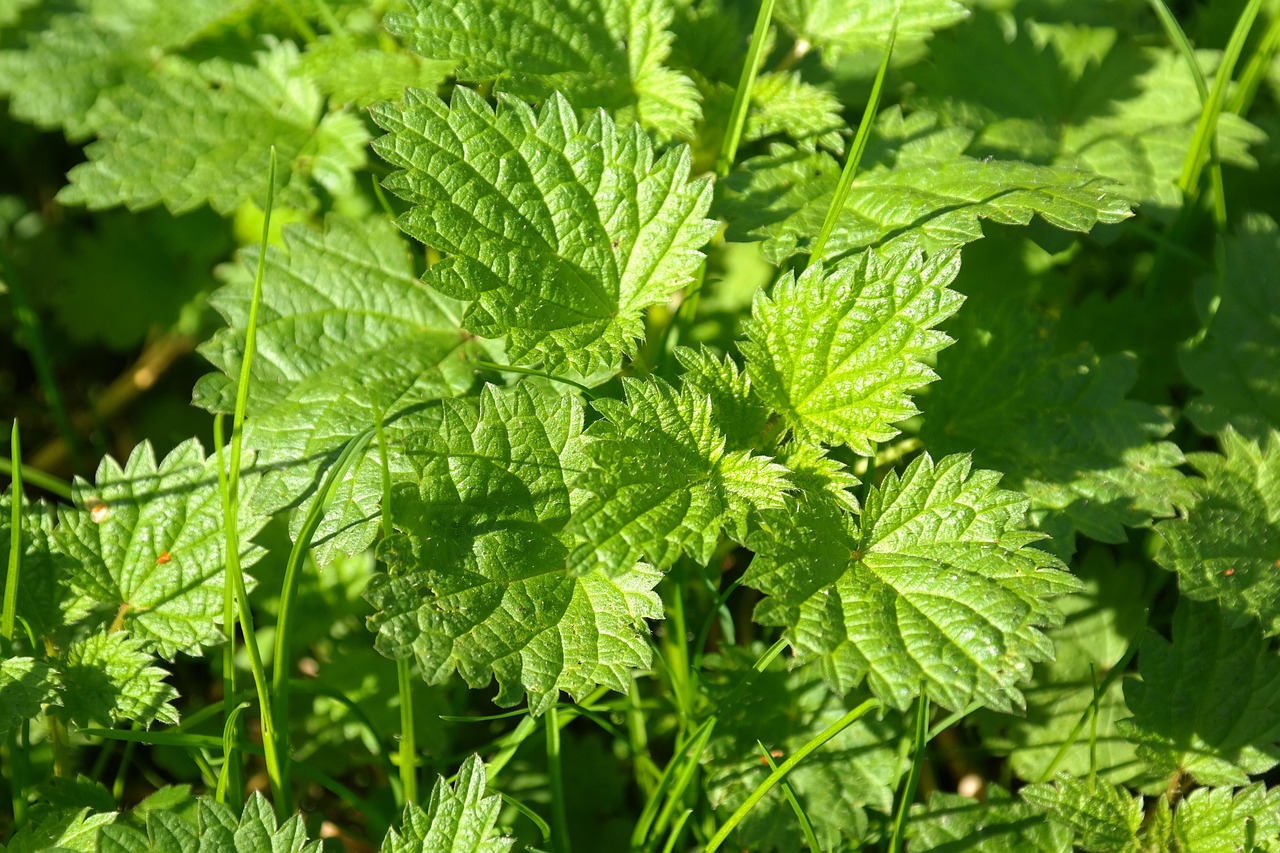 荨麻 荨麻科 植物 - Pixabay上的免费照片