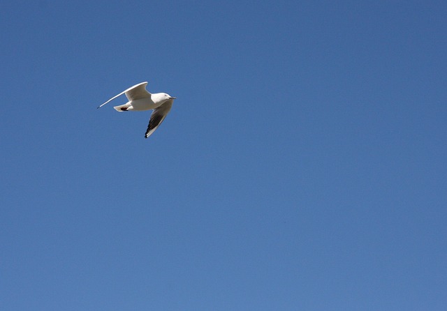 Free Seagull Sky photo and picture