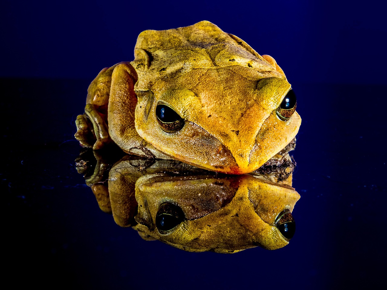 Frog - free online jigsaw puzzle photo
