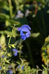 sage, blossom, bloom