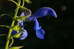 sage, blossom, bloom