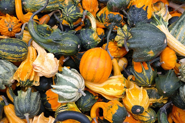 Free Pumpkins Ornamental Gourds photo and picture