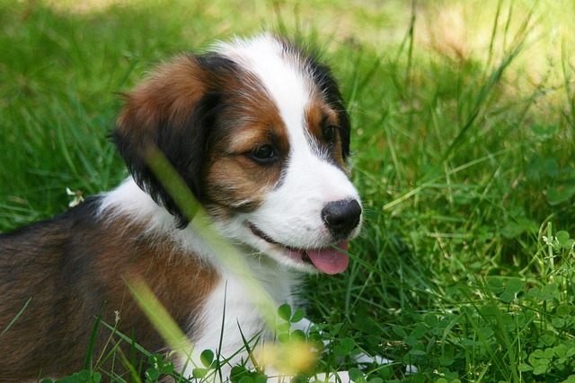 Free Puppy Dog photo and picture