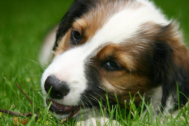 Free Puppy Dog photo and picture