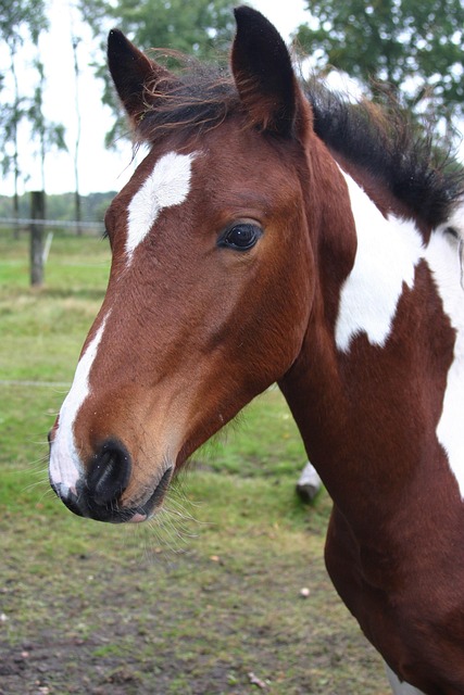 Free Foal Horse photo and picture