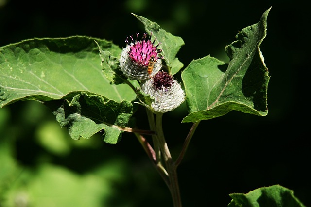 Free Thistle Nature photo and picture