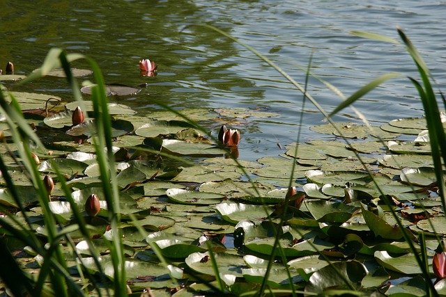 Free Nuphar Lake photo and picture