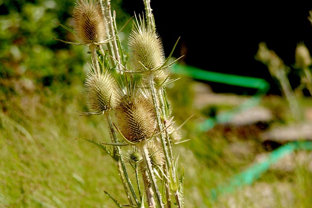 Free Thistles Prickly photo and picture