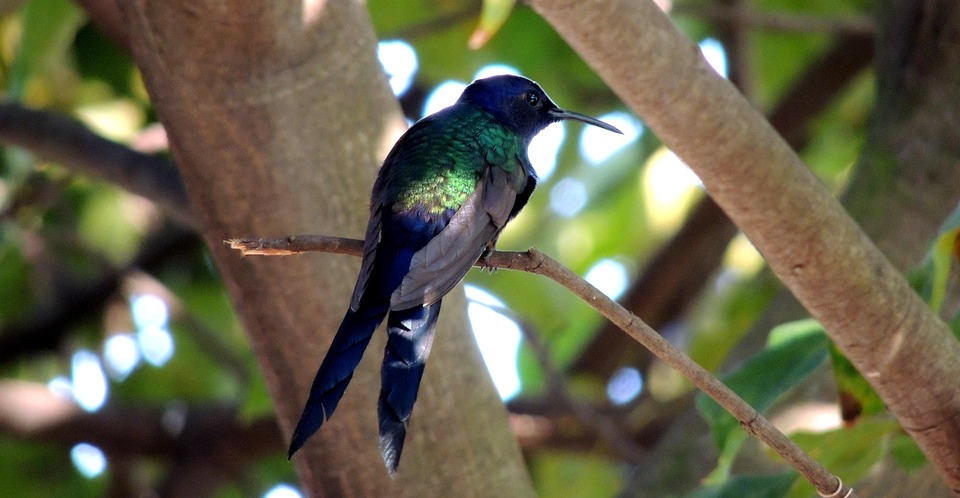 Colibrí Ave - Foto gratis en Pixabay - Pixabay