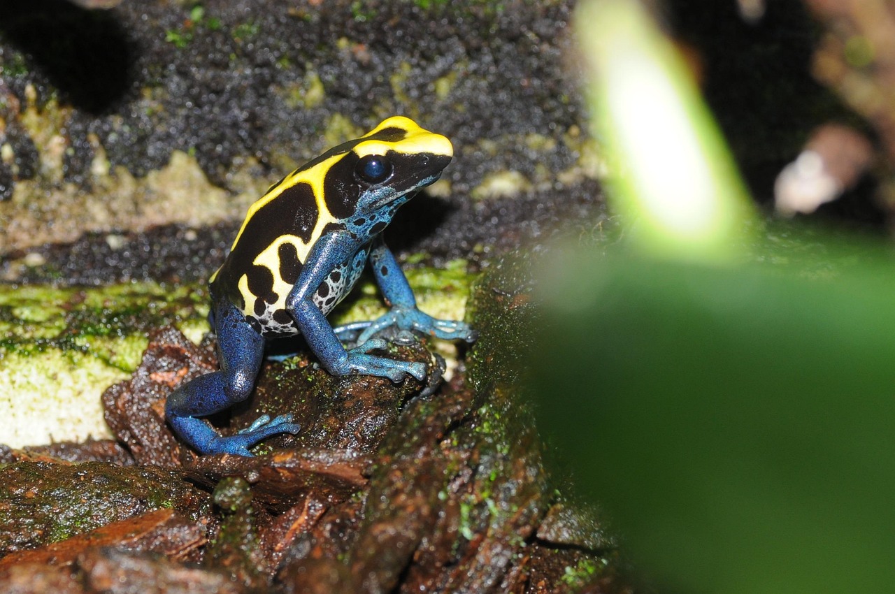 Poison Dart Frog - free online jigsaw puzzle photo