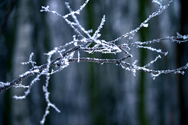 Frost, Vinter, Frosset, Afdeling