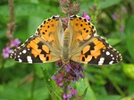painted lady, butterfly, cynthia cardui