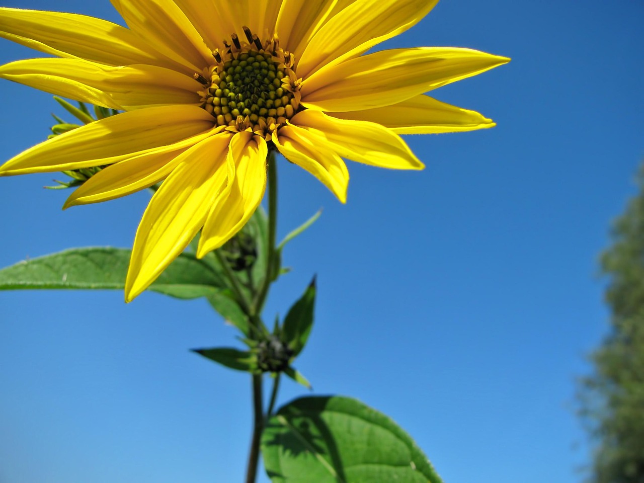 Sunflower Flower Yellow - Free photo on Pixabay - Pixabay