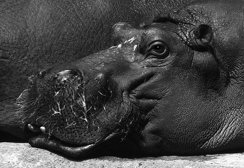 Free Hippo Nature photo and picture
