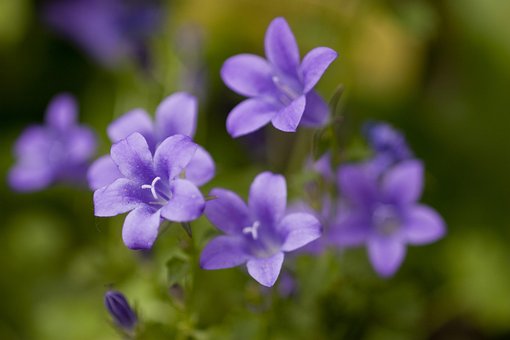 Free Flower Nature photo and picture