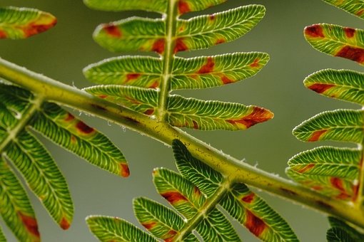 Free Fern Leaf photo and picture