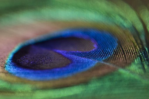 Free Peacock Feather Feather photo and picture