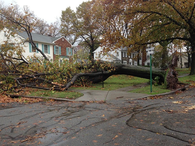 Free Fallen Tree photo and picture