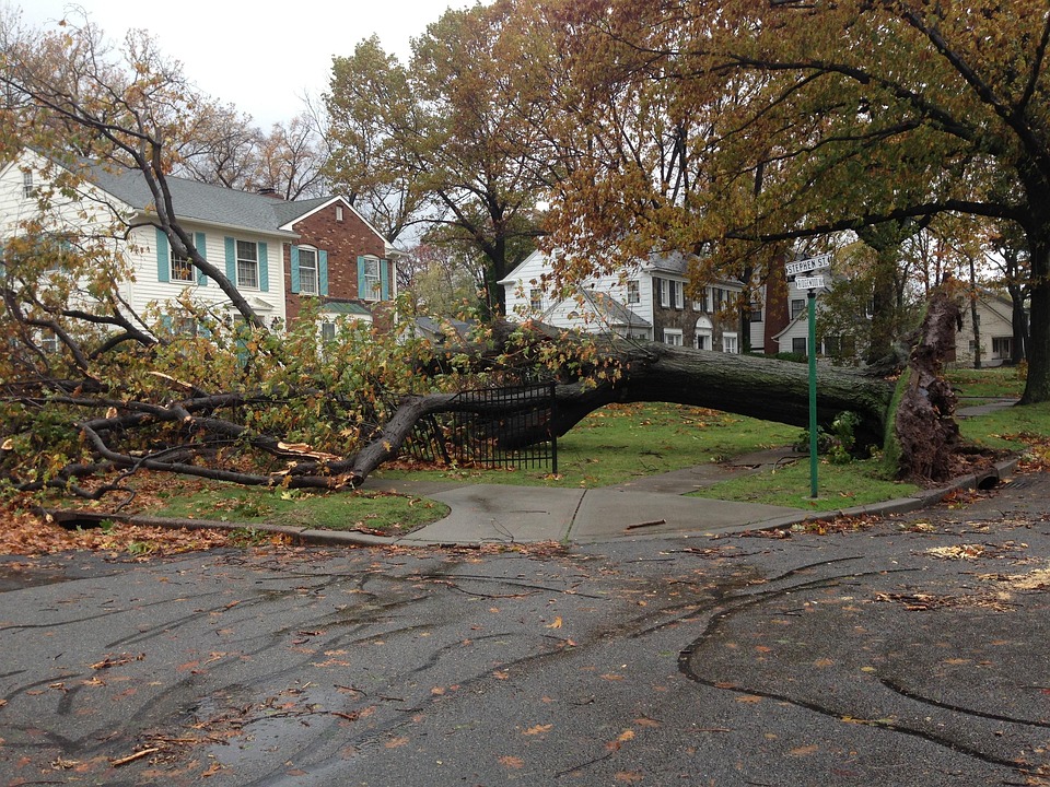 Fallen, Tree, Sandy, Hurricane, Hurricane Sandy, Damage