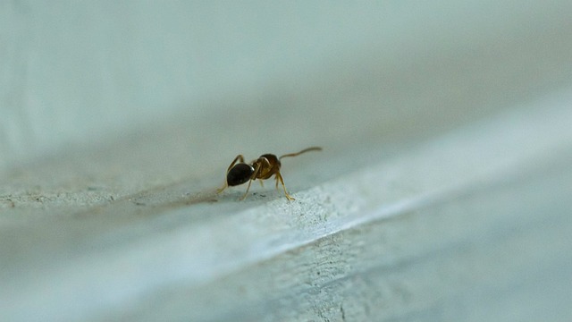 Free Ant Macro photo and picture