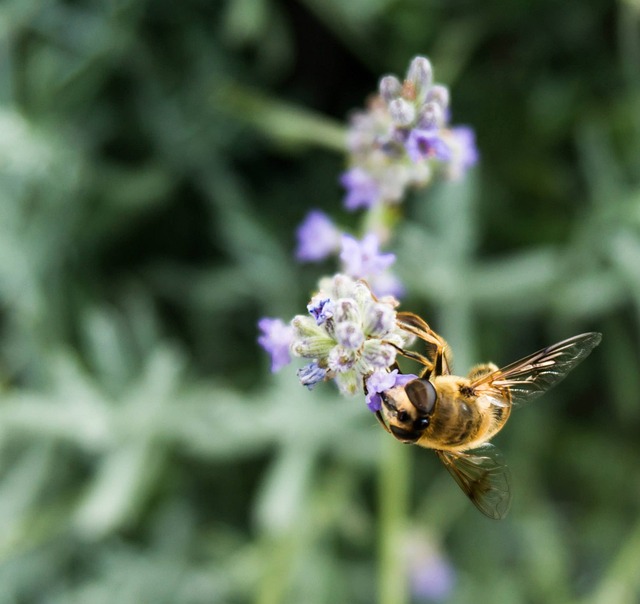 Free Bee Hover Fly photo and picture