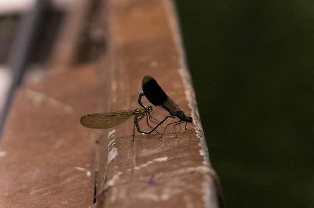 Free Dragon-Fly Pairing photo and picture