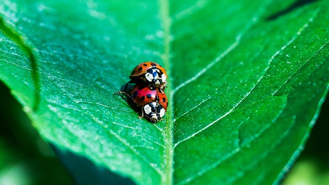 Free Ladybug Pairing photo and picture