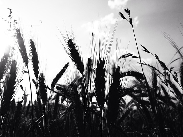 Korrel, Tarwe Veld, Oor