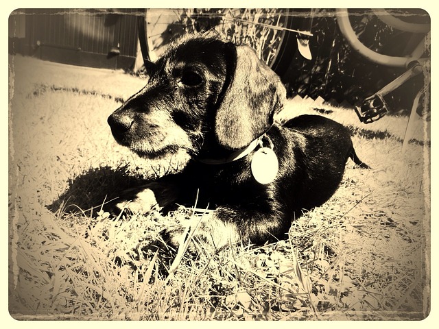 Teckel, Vintage, Hond, Zwart, Bruin