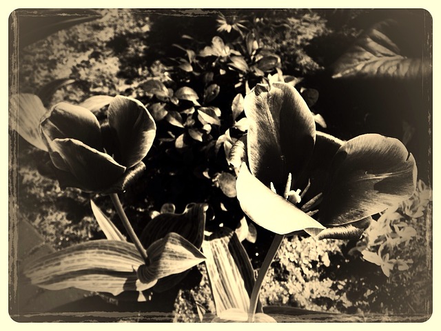 Bloem, Vintage, Oud, Natuur, Antiek