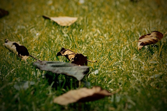 Bladeren, Gras, Natuur, Tuin, Blad