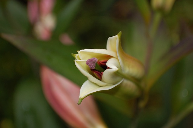 Lelie, Natuur, Bloesem, Bloem Behang
