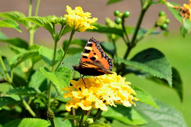 Pauw, Bloem Behang, Bloem Achtergrond