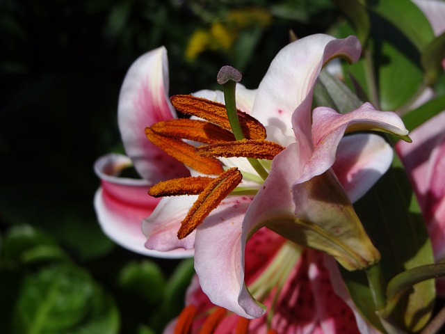 Stuifmeel, Stampers, Mooie Bloemen