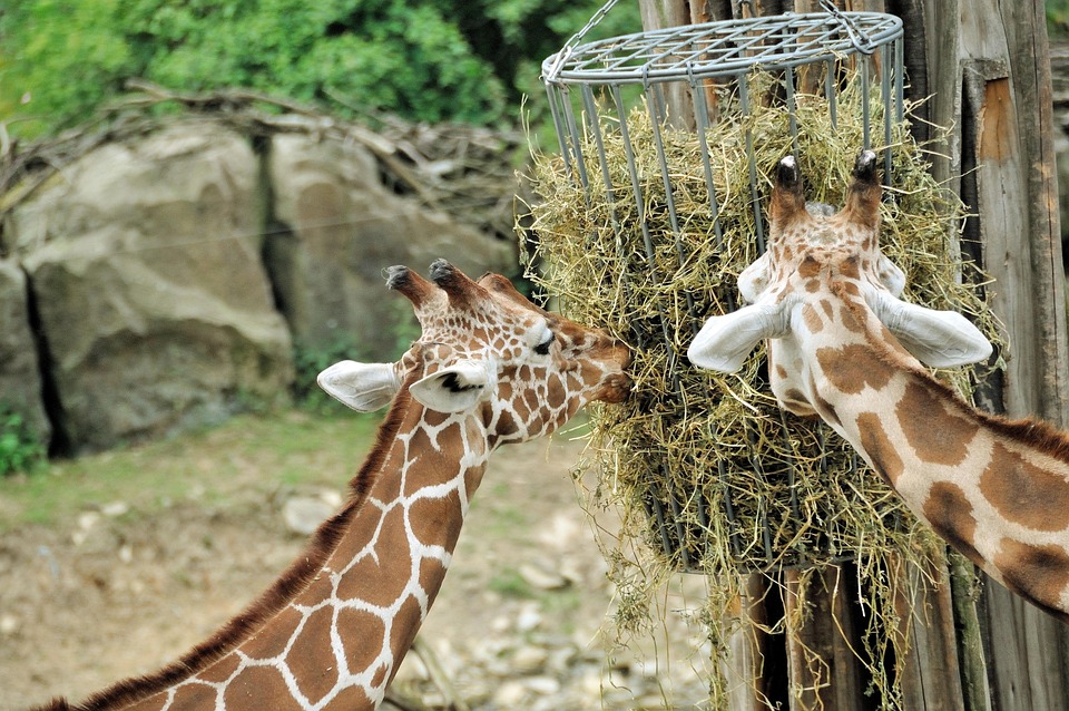 Giraffen Nek Dierentuin Gratis Foto Op Pixabay