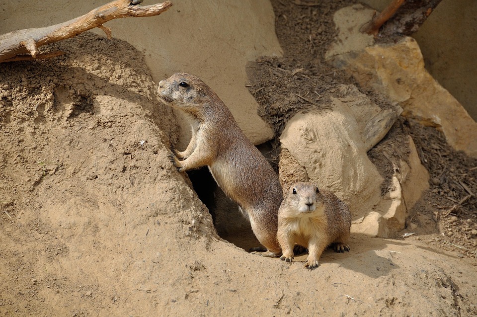 Free Photo Prairie Dog Rodent Nager Zoo Free Image On Pixabay 230155