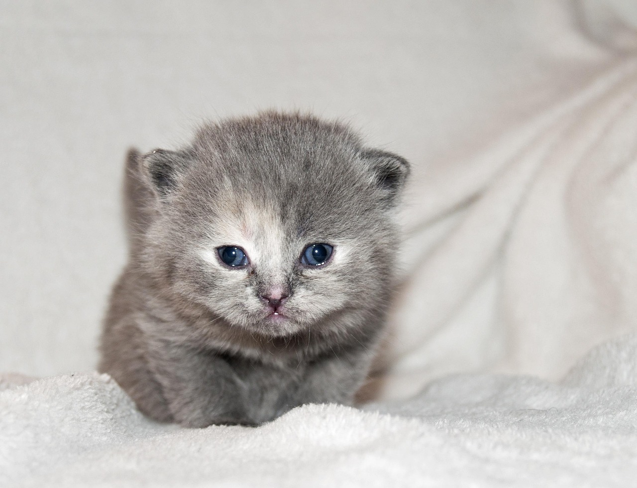 Cat Puppy Kitten Free photo on Pixabay Pixabay