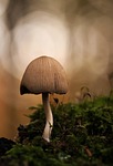 mica comatus, forest mushroom, coprinus micaceus