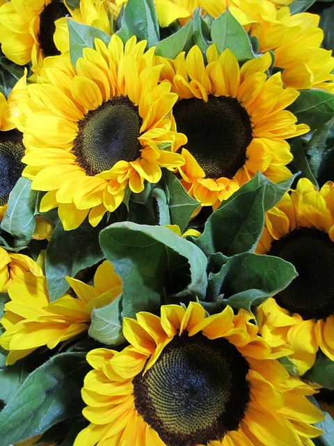 Free Sunflower Flowers photo and picture