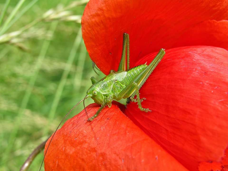 Poppy Insect Grasshopper Field Poppy Insect - Free photo on Pixabay - Pixabay