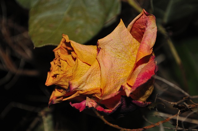 Roos, Opgedroogd, Bloem, Bloesem