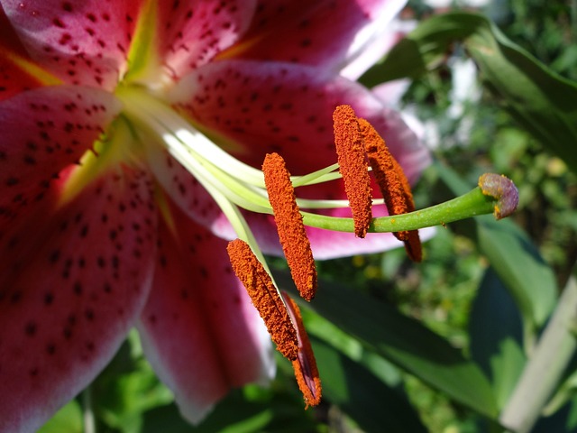 Stampers, Bloem Achtergrond, Natuur
