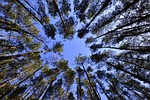 forests, sky, foliage