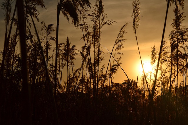 Free Landscape Sunset photo and picture