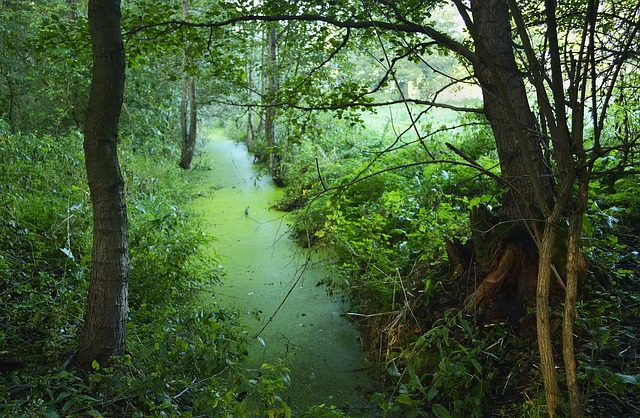 Free Green Trees photo and picture